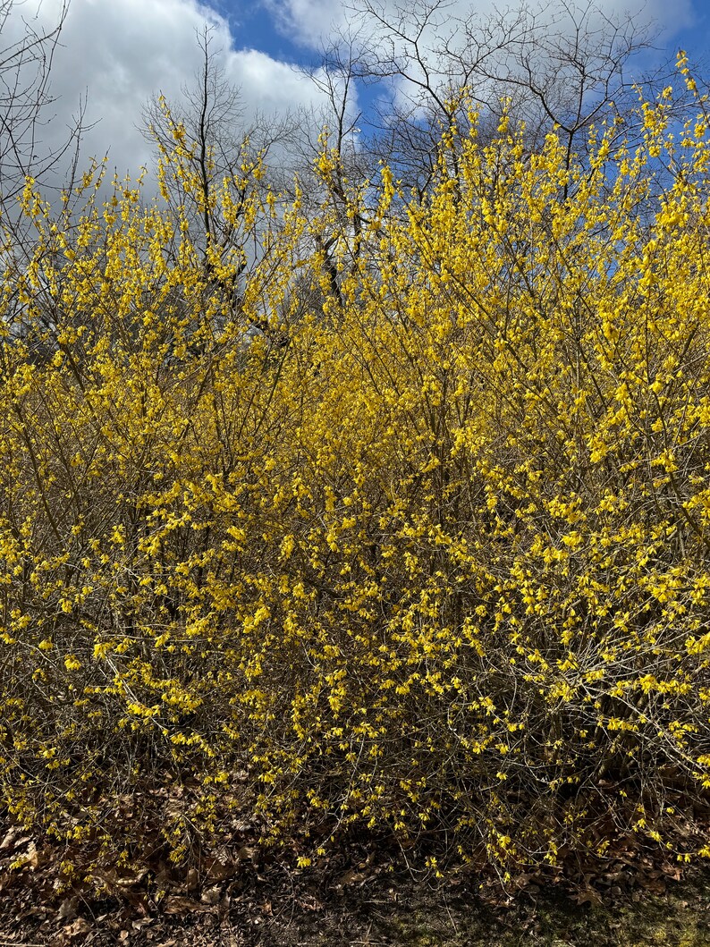 Northern Sun Forsythia Shrub Live Plant Forsythia x intermedia 1 Gallon Pot afbeelding 4