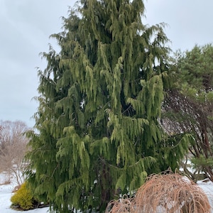 May include: A tall, green coniferous tree with long, drooping branches stands in a snowy landscape. The tree is surrounded by snow and a few other smaller trees.