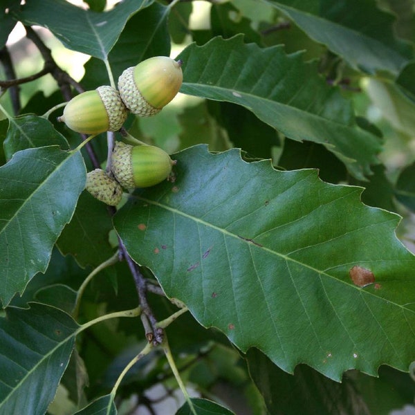 Quercus muehlenbergii - Chinkapin Oak - Live Plant - 2 Gallon Pot