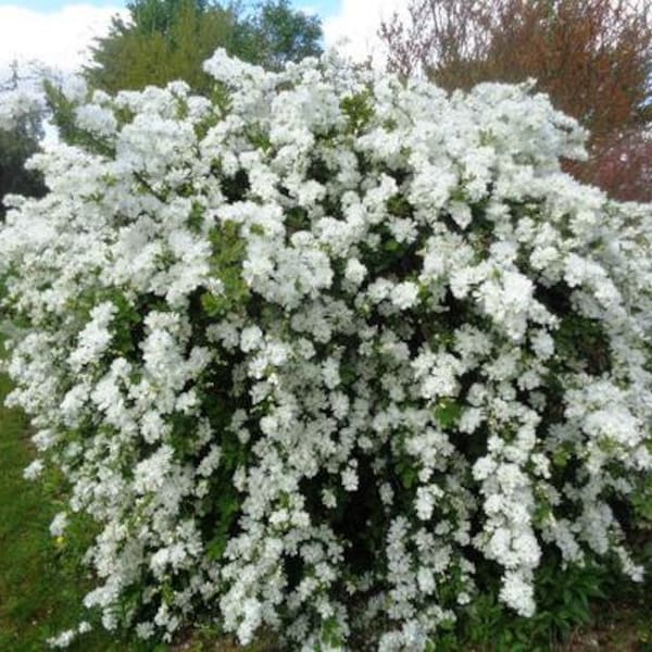 Exochorda macrantha 'The Bride' - Pearlbush - Live Plant - 4" Pot Size
