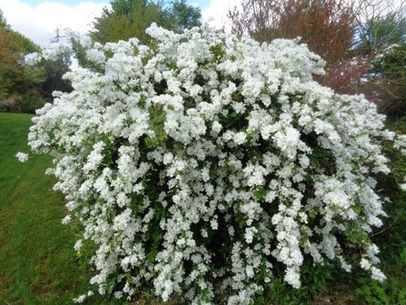 Exochorda macrantha 'The Bride' Pearlbush Live Plant 3 Gallon Pot image 1