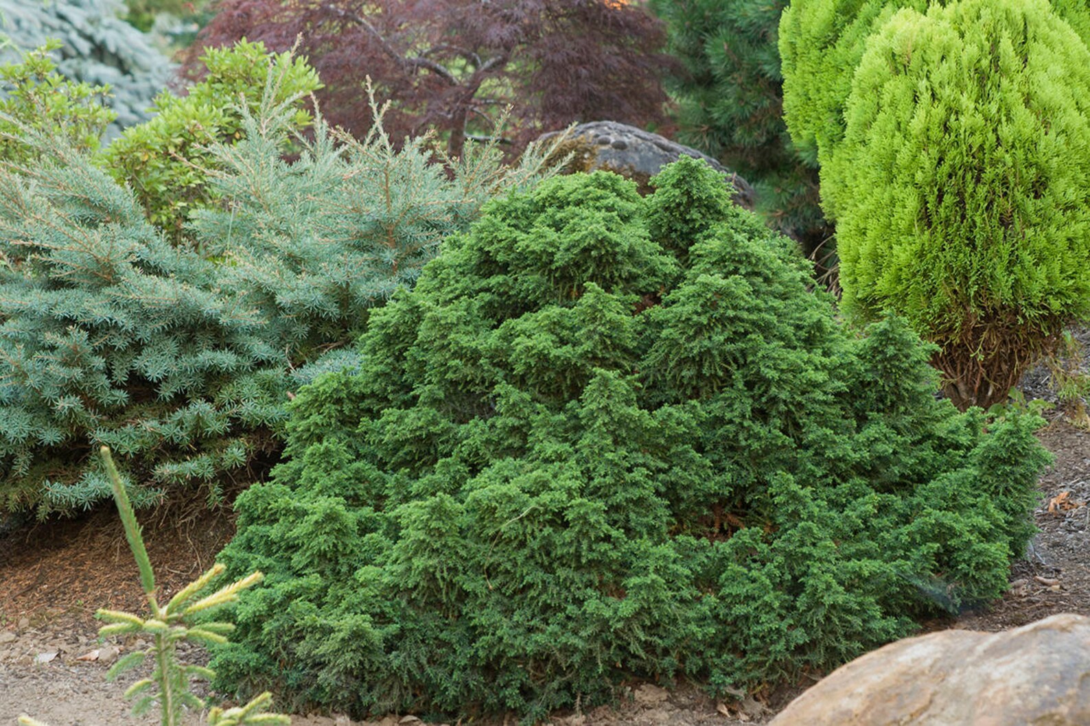 Cryptomeria Japonica 'tansu' Japanese Cedar Etsy