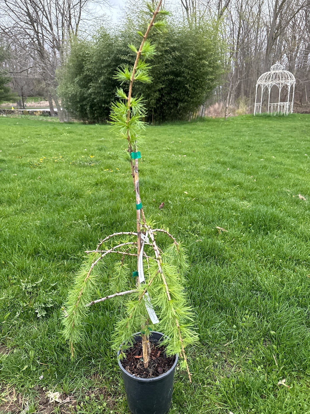 10 European Larch - Larix Eurolepsis - 40 - 60cm cell grow main image 1