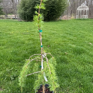May include: A young larch tree with green needles growing in a black pot. The tree is planted in a grassy area with a white gazebo in the background.