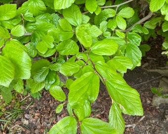 Parrotia persica ‘Victor’- Persian ironwood - Live Plant - 1 Gallon Pot