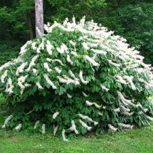 Rogers Bottlebrush Buckeye - Aesculus parviflora var. serotina 'Rogers'  - 4” Pot Size Plant - 6" Tall