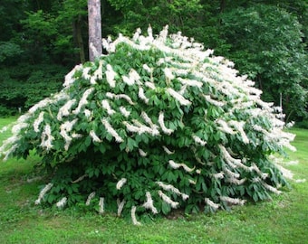 Rogers Bottlebrush Buckeye - Aesculus parviflora var. serotina 'Rogers'  - 4” Pot Size Plant - 6" Tall