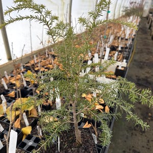 Hemlock Bonsai - Etsy