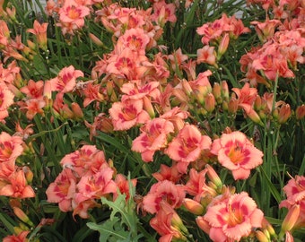 Hemerocallis 'Strawberry Candy' Daylily - 3 Bare Root Plants