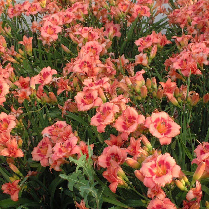 May include: A close-up of a bed of pink and orange daylilies in full bloom. The flowers have ruffled petals and are arranged in a dense cluster.