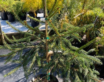 Picea abies 'Regina' - Live Plant - 18” Tall - 2 Gallon Pot