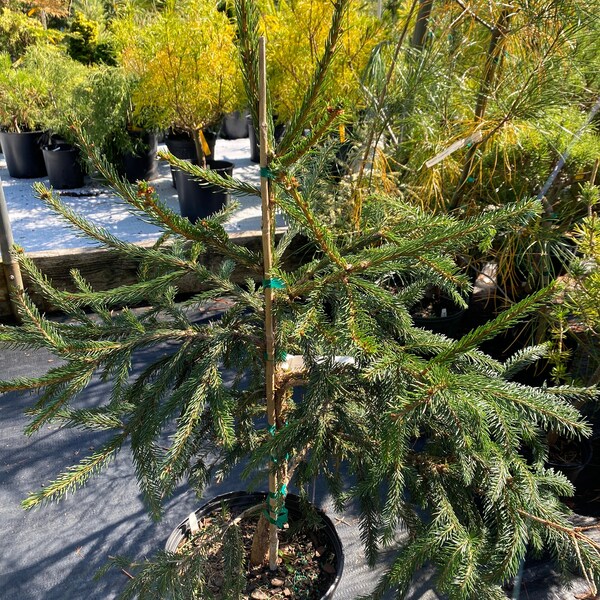 Picea abies 'Regina' - Live Plant - 18” Tall - 2 Gallon Pot