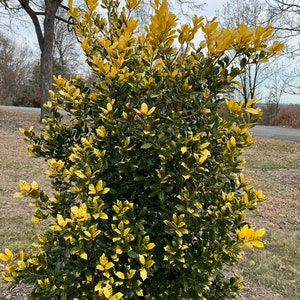 Ilex &#39;Whoa Nellie&#39; Holly - Golden Nellie Holly - Live Plant - 1 gallon pot