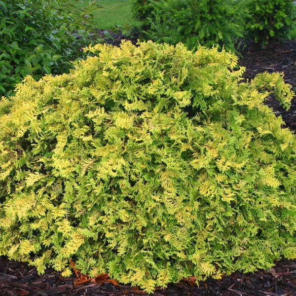 Chamaecyparis pisifera 'Vintage Gold' - False Cypress - 1 Gallon Size Pot