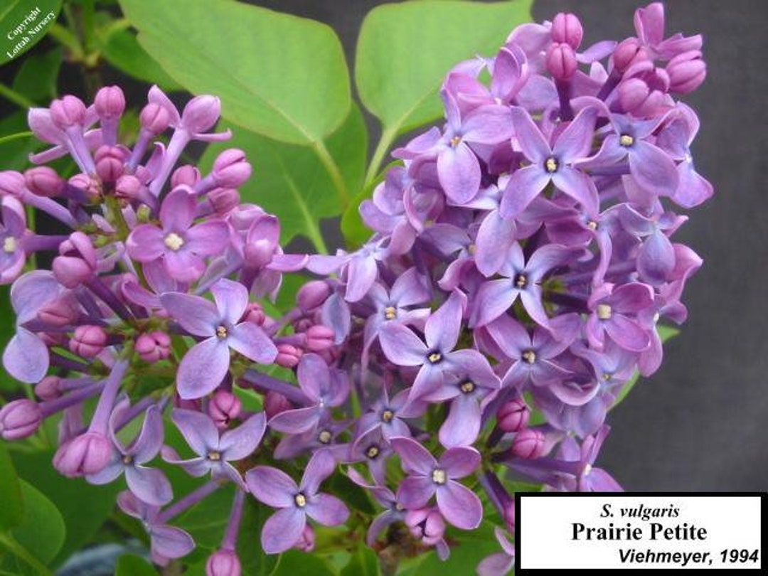 Syringa Vulgaris ‘prairie Petite’ Lilac Dwarf French - Etsy
