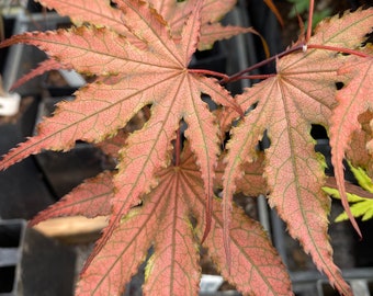 Acer palmatum 'Purple Ghost' - Japanese Maple - Live Plant - 12” Tall - Ships Bare Root - Ships Spring 2024