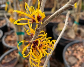 Hamamelis x intermedia 'Basma' Witch Hazel - Live Plant - 18” Tall - 2 Gallon Pot