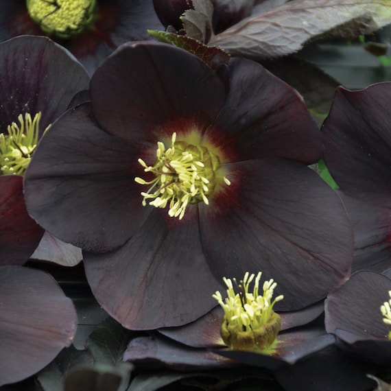 Helleborus 'New York Night'  Lenten Rose  3