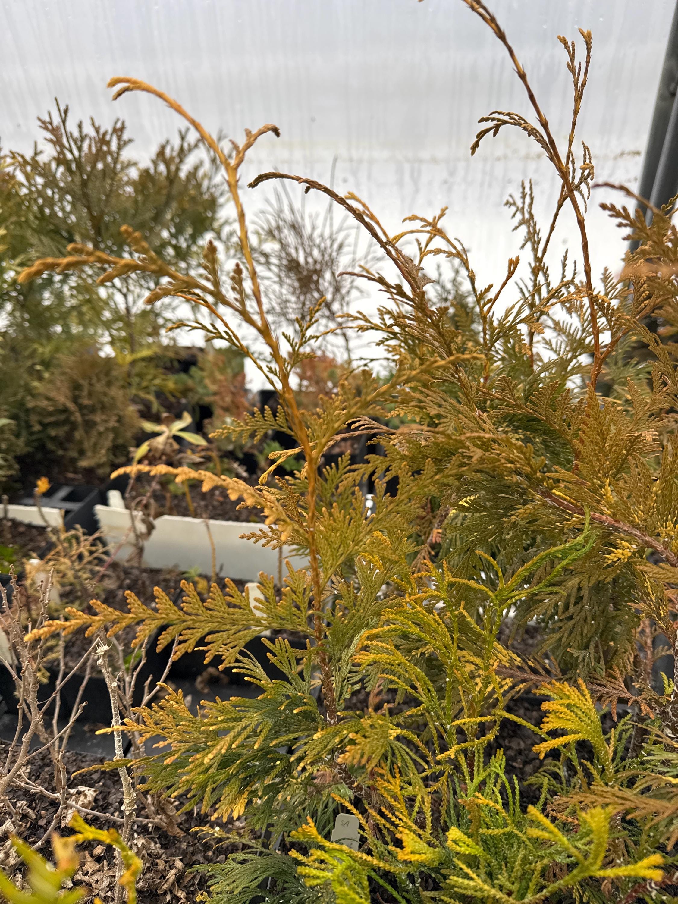 Thuja Plicata 'zebrina Extra Gold' - Arborvitae - Live Plant - 8" Tall - 4"  Pot - Etsy