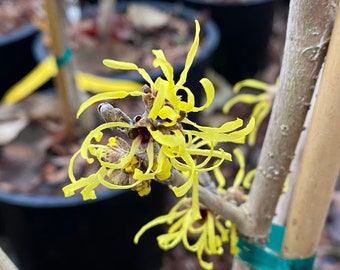 Hamamelis mollis 'Angel' Witch Hazel - Live Plant - 18” Tall - Ships Bare Root