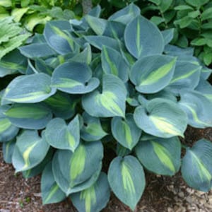 Hosta 'Touch of Class' 4" Pot Size Starter Plant