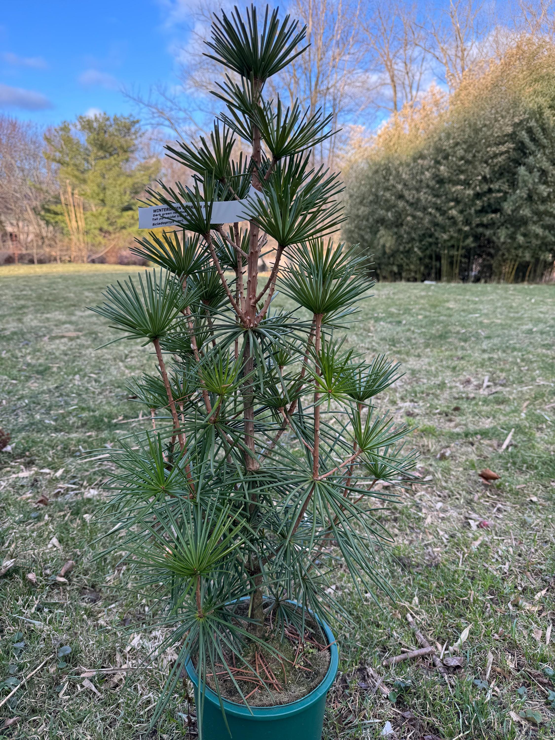 2シベリア杉 苗木 シベリア五葉松　アナスタシア　Pinus sibirica シベリア杉 シベリア五葉松 アナスタシア 苗木 Pinus sibirica
