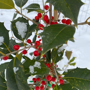 May include: A holly bush with red berries and green leaves covered in snow.