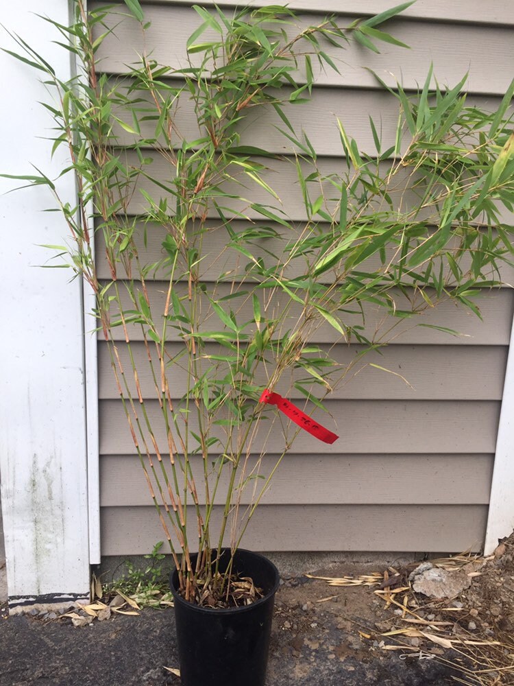 Fargesia 'rufa' Bamboo - Live Plant - 1 Gallon Pot Size - Non Invasive! -  Etsy Denmark