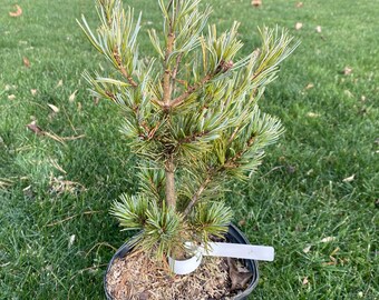 Pinus parviflora 'Azuma Goyo' - Live Plant - 12” Tall - 1 Gallon Pot