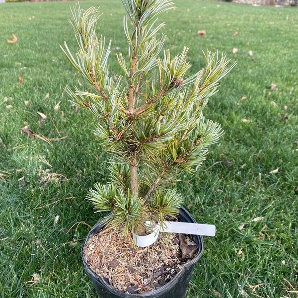 Pinus parviflora 'Azuma Goyo' - Live Plant - 12” Tall - 1 Gallon Pot