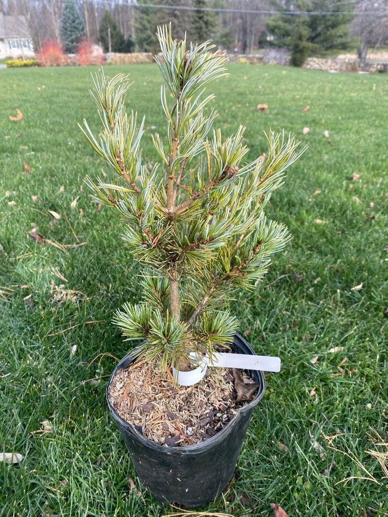 Pinus parviflora 'Azuma Goyo' Live Plant 12 Tall 1 Gallon Pot image 1