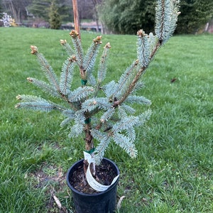 Picea glauca var. densata &#39;Whiskey Blue Hills&#39; - White Spruce - 18&quot; Tall - 1 Gallon Pot