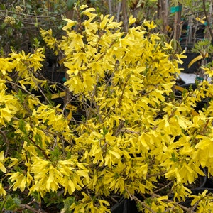 Forsythia viridissima 'Bronxensis' Dwarf Groundcover Forsythia Live Plant 1 Gallon Pot image 4