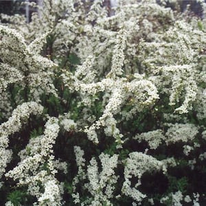 Spiraea nipponica ‘Snowmound’ - Spirea - Live Plant - 4&quot; Pot Size Plant