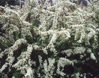 Spiraea nipponica ‘Snowmound’ - Spirea - Live Plant - 4" Pot Size Plant