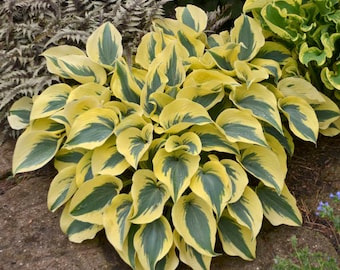 Hosta 'Autumn Frost' 3” Pot Size Starter Plant
