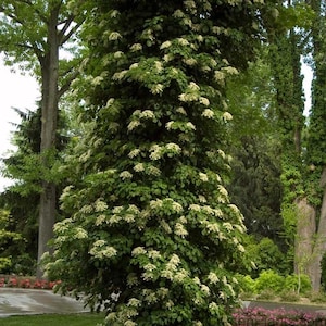 May include: A climbing hydrangea plant with white flowers growing up a tree trunk in a garden setting.