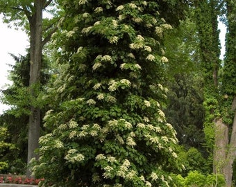 Climbing Hydrangea - Hydrangea anomala subsp. petiolaris - 1 Gallon Pot