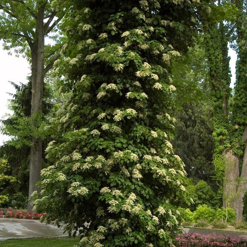MikesPlants Climbing Hydrangea