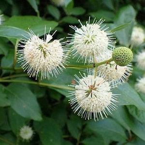 May include: Close-up of white, spiky, round flowers with green leaves. The flowers are clustered together on a branch.