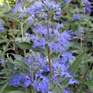 Image of Caryopteris Longwood Blue vase