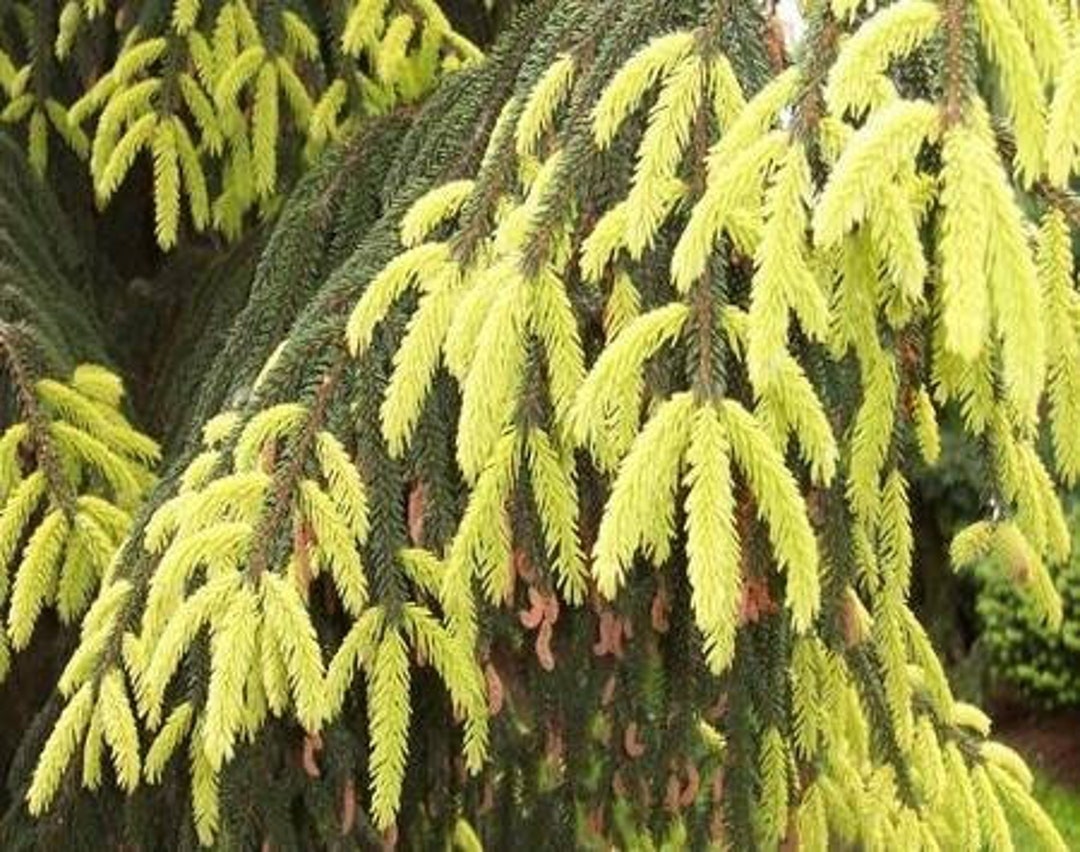 Picea Orientalis 'aureospicata' - Oriental Spruce - 12" Tall - 1 Gallon ...