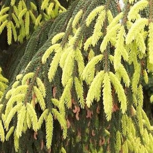 May include: Close-up of a weeping evergreen tree with vibrant yellow-green needles. The needles are arranged in a feathery pattern, creating a textured appearance. The branches are a dark green color, and the overall effect is a lush, natural scene.