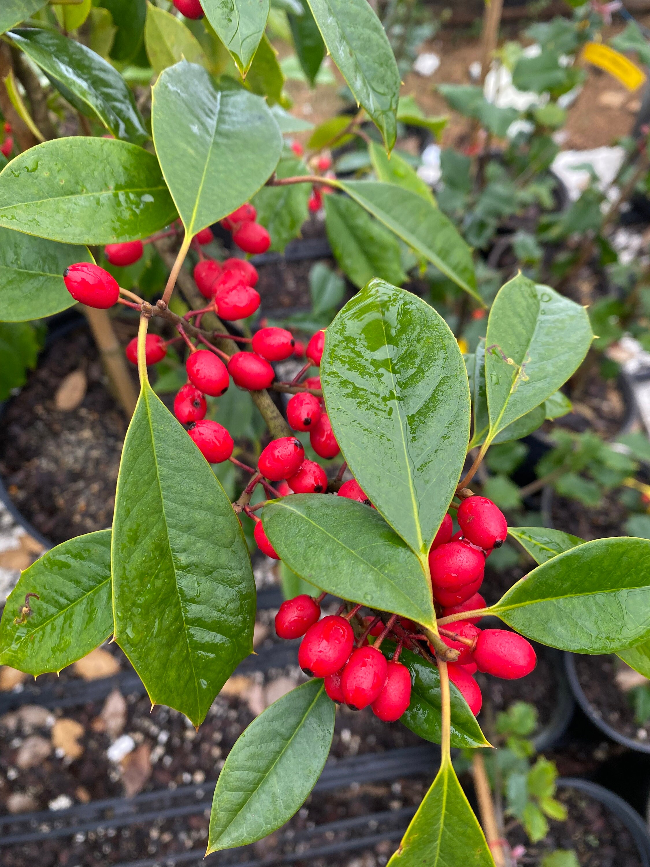 Paduke Tree Ilex Opaca 'chief Paduke' - American Holly - Live Plant - Quart Pot - Etsy