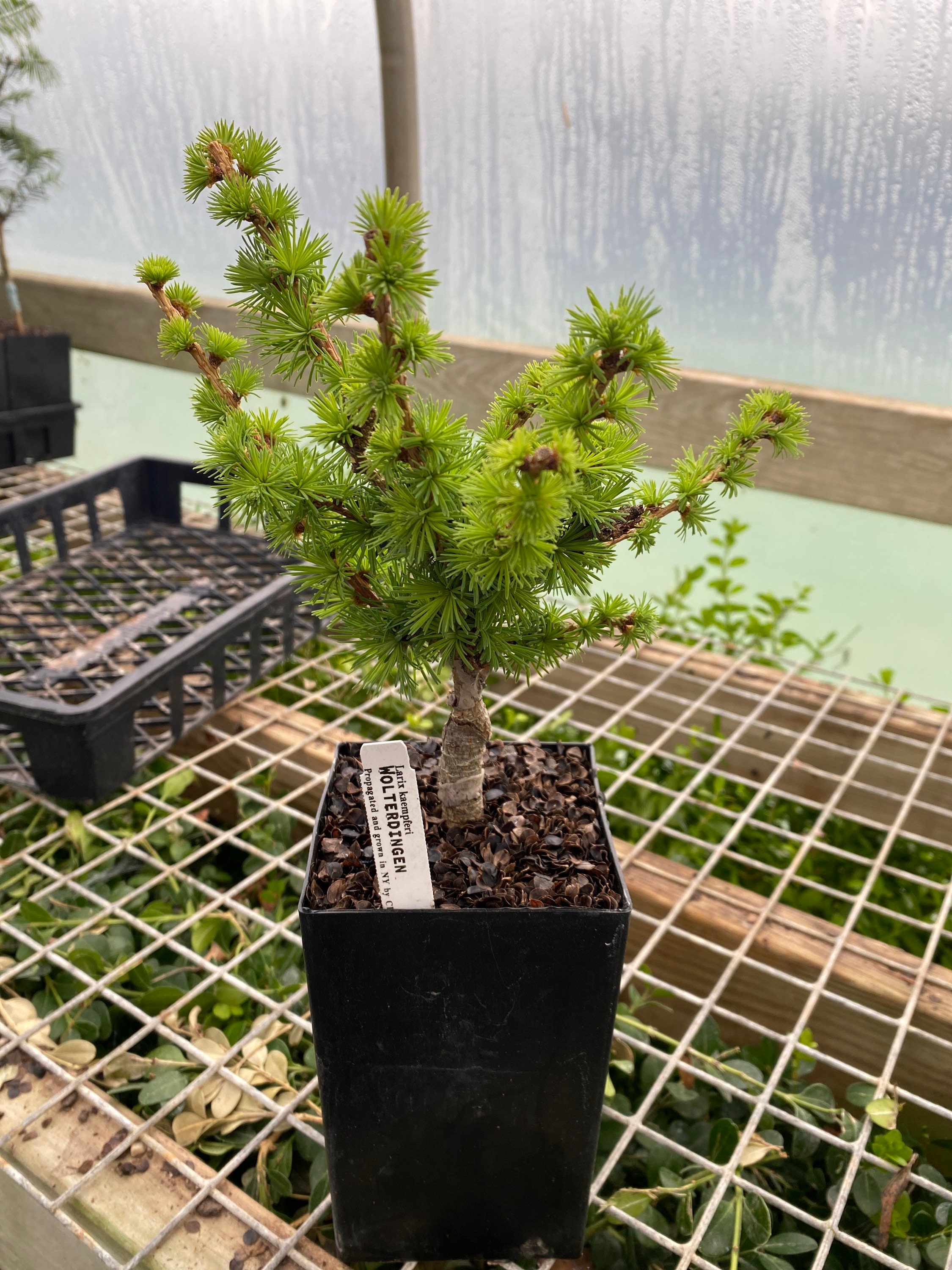 Larix Kaempferi 'wolterdingen' - Japanese Larch - 8" Tall - 1 Year Graft -  Etsy