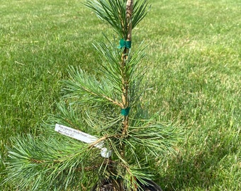 Pinus sylvestris 'Hillside Creeper' Scots Pine - Live Plant - 1 Gallon Pot