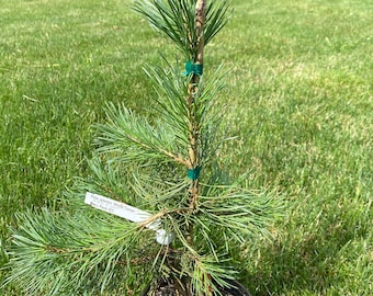 Pinus sylvestris 'Hillside Creeper' Scots Pine - Live Plant - 1 Gallon Pot