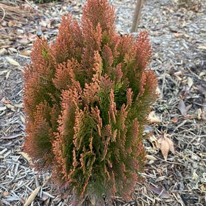 May include: A small evergreen shrub with a conical shape. The foliage is a mix of green and reddish-brown, with a dense, textured appearance. The plant is surrounded by mulch.