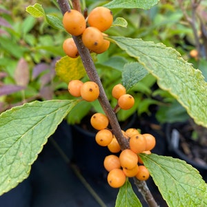 Ilex verticillata 'Golden Verboom' - Yellow Fruit Winterberry - 1 Gallon Pot Size Live Plant