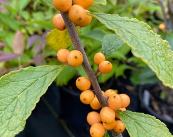 Ilex verticillata 'Golden Verboom' - Yellow Fruit Winterberry - 1 Gallon Pot Size Live Plant